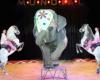 assets/images/ociofuera2012/c/circo_mundial_Sevilla.jpg