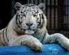 assets/images/ociofuera2012/z/zoo_sevilla.jpg