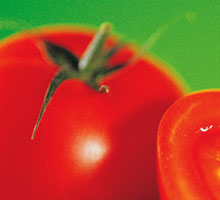 Tomates rellenos etapas 1