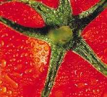 Tomates rellenos etapas 3