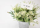 Tarjetas Flores para ti