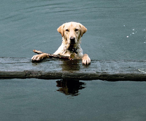 assets/images/tarjetas/122_ecardperro2.jpg