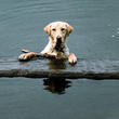 assets/images/tarjetas/122_ecardperro2.jpg