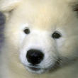 assets/images/tarjetas/124_ecardperro4.jpg