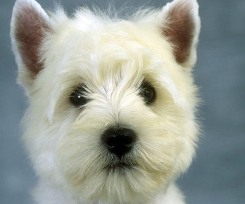 assets/images/tarjetas/125_ecardperro5.jpg