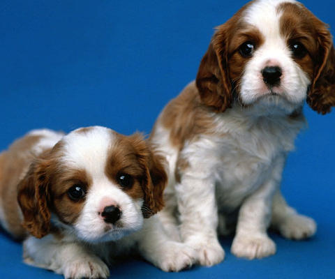 assets/images/tarjetas/126_ecardperro6.jpg