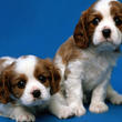 assets/images/tarjetas/126_ecardperro6.jpg