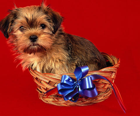 assets/images/tarjetas/129_ecardperro7.jpg