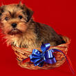assets/images/tarjetas/129_ecardperro7.jpg