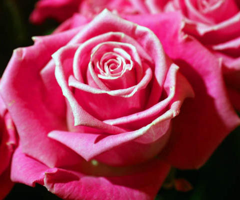 assets/images/tarjetas/130_97_07_tarjeta_flor.jpg