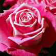 assets/images/tarjetas/130_97_07_tarjeta_flor.jpg
