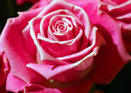 Tarjetas Rosa