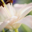 assets/images/tarjetas/132_95_05_tarjeta_orquidea.jpg