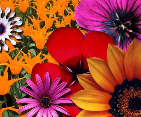 assets/images/tarjetas/133_94_04_tarjeta_flor.jpg