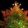 assets/images/tarjetas/146_ecard_arbolnavidadf.jpg