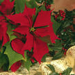 assets/images/tarjetas/154_ecard_flordepascua.jpg