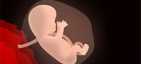 El desarrollo del bebé en la semana 19 de embarazo