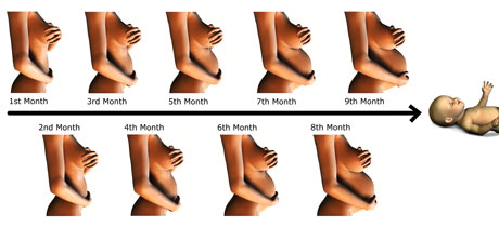 Cómo crece el abdomen durante el embarazo