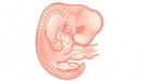 Desarrollo del bebé en la semana 7 de embarazo