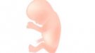 Desarrollo del bebé en la semana 13 de embarazo