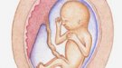 Desarrollo del bebé en la semana 15 de embarazo