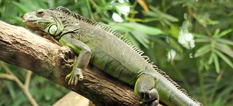Dibujos de anfibios y reptiles para colorear - Imagui