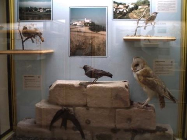 Museo de Ciencias Naturales de VitoriaGasteiz, Álava