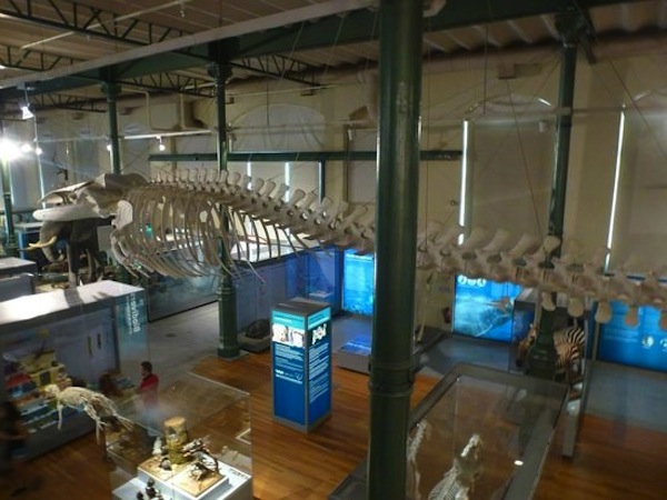 Sala Museo