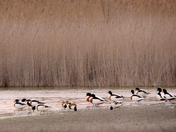 Laguna de la Albardiosa en Toledo