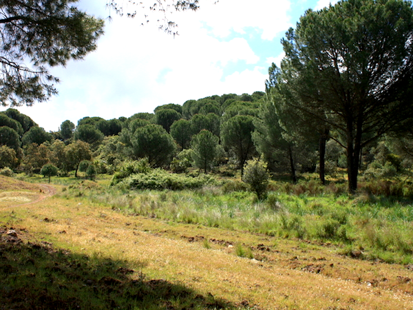 Parque Periurbano Los Villares de C