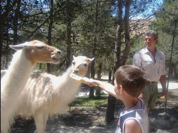 Safari de Aitana en Alicante