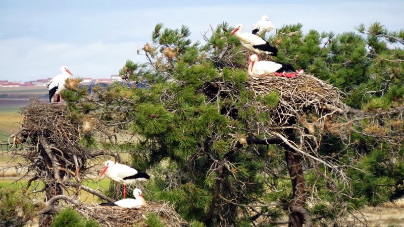 Centro de Interpretación de la Naturaleza de Arévalo