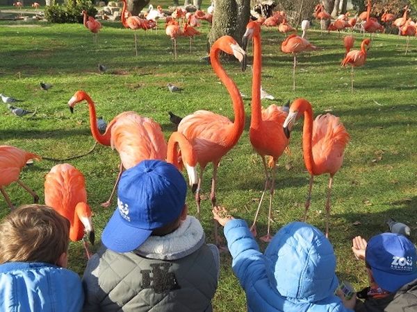 Campamento de verano en el Zoo Aquarium
