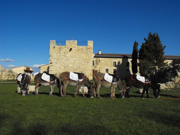 Resultado de imagen de fotos finca Matallana en villalba de los alcores