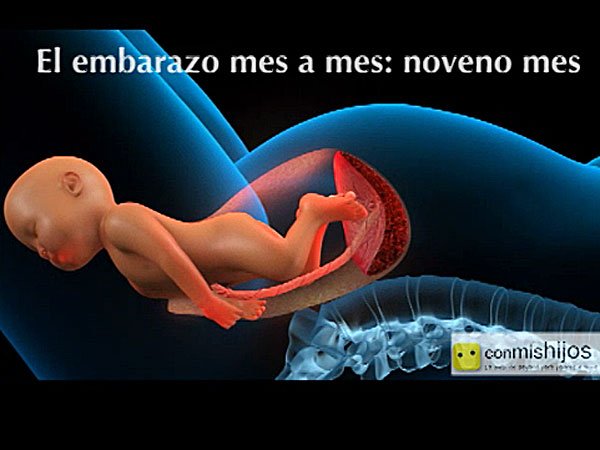 Video De El Feto En El Noveno Mes De Embarazo Video De El Feto En El Noveno Mes De Embarazo