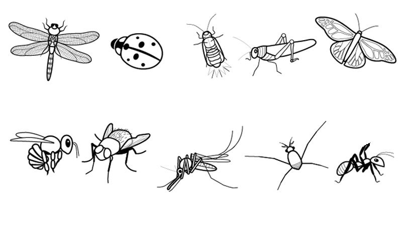 20+ Ideas Fantasticas Dibujos Para Colorear De Insectos Daninos