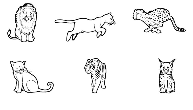 Felinos: dibujo para colorear e imprimir