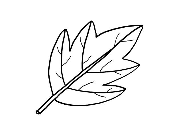 Una hoja de árbol: dibujo para colorear e imprimir