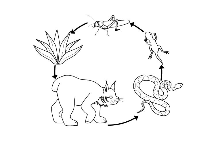 Cadena alimenticia: dibujo para colorear e imprimir