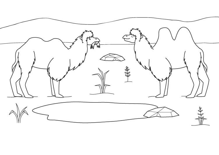 Camellos: dibujo para colorear e imprimir