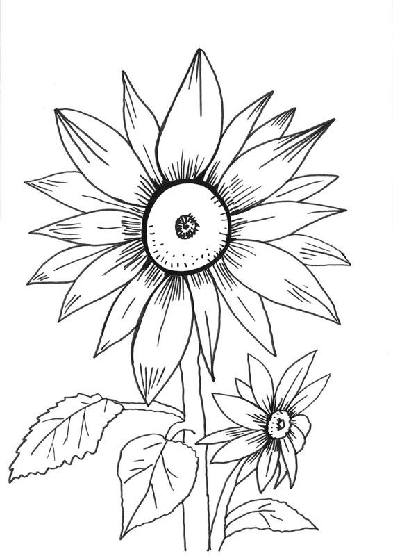 Girasoles: dibujo para colorear e imprimir