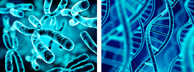 5. El interior de la célula: cromosomas, genes, proteínas...