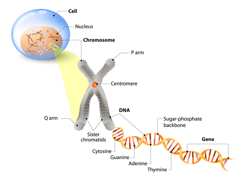 6. Cuando hay problemas en los genes