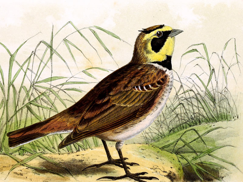 Alouette, gentille alouette. Canción en francés para niños