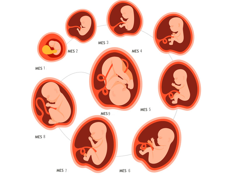 mosaico George Stevenson Importancia Desarrollo del bebé en el embarazo: evolución semana a semana