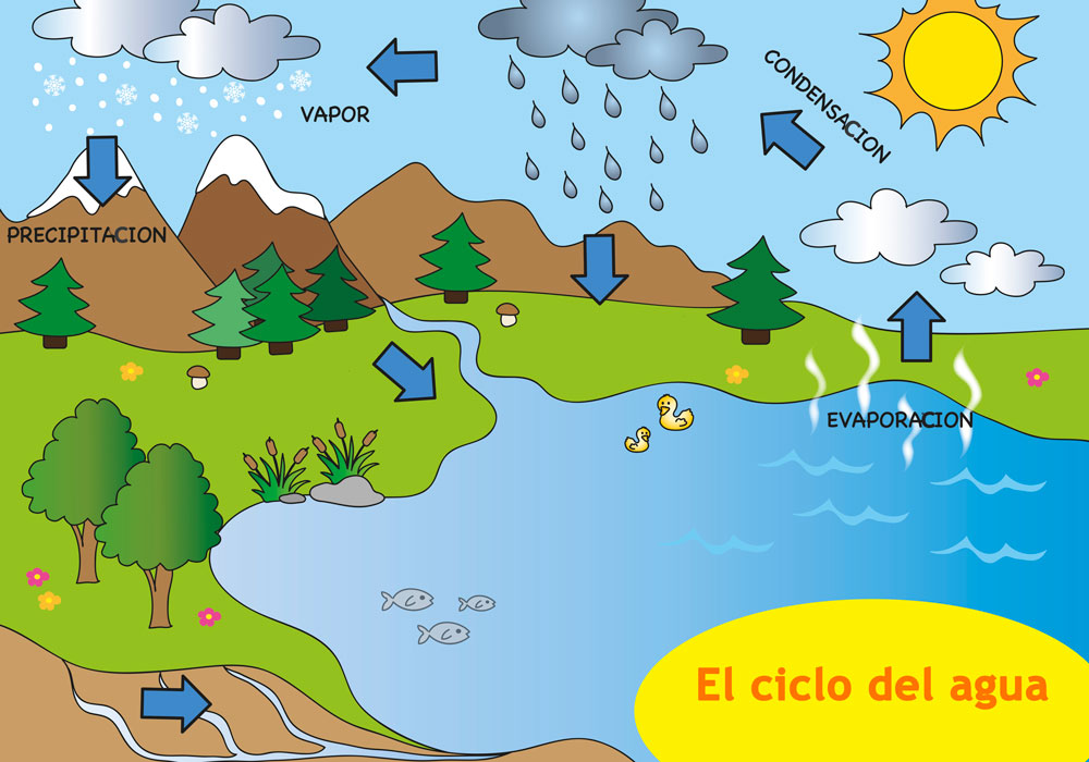 Qué es el ciclo del agua? Resumen para niños