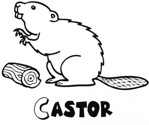 Castor