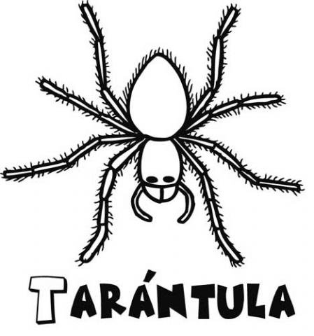 Tarántula para colorear. Dibujo de Halloween