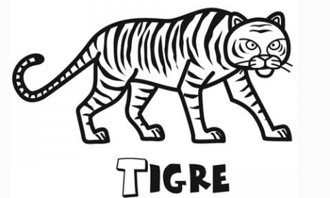 Tigre: Dibujos para colorear
