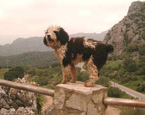 Perro de aguas: el cavernícola rizoso